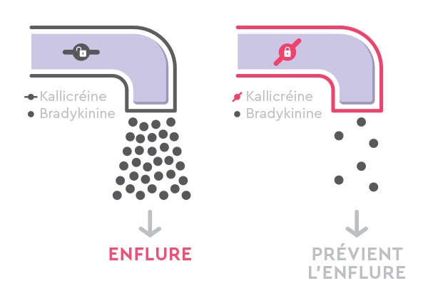 Kallikrein. Bradykinin. Swelling. Prevents swelling.